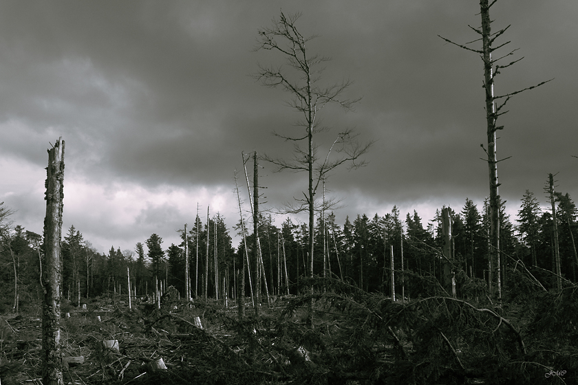 1999 Cicatrice d'une Tempête