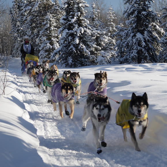 Yukon Quest 2009 #3