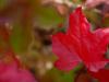 Liquidambar Styraciflua ou Copalme d'Amérique