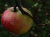 Pommes d'Automne