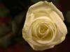 Rose Blanche