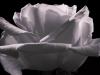 Rose Blanche (3)