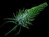 Cône Biologique