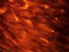 Red Fishs / Poissons Rouges