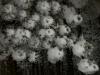 Snow Flowers