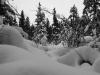 Snow on the Deep Forest