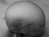 Snow's Mushroom