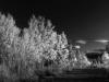 Backyard #3