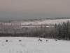 Mule deer