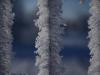 Frost #3